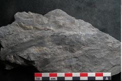 Foto (Detailansicht) von Noeggerathia palmaeformis Goeppert (NHMW-GEO-2024-0188-10730)